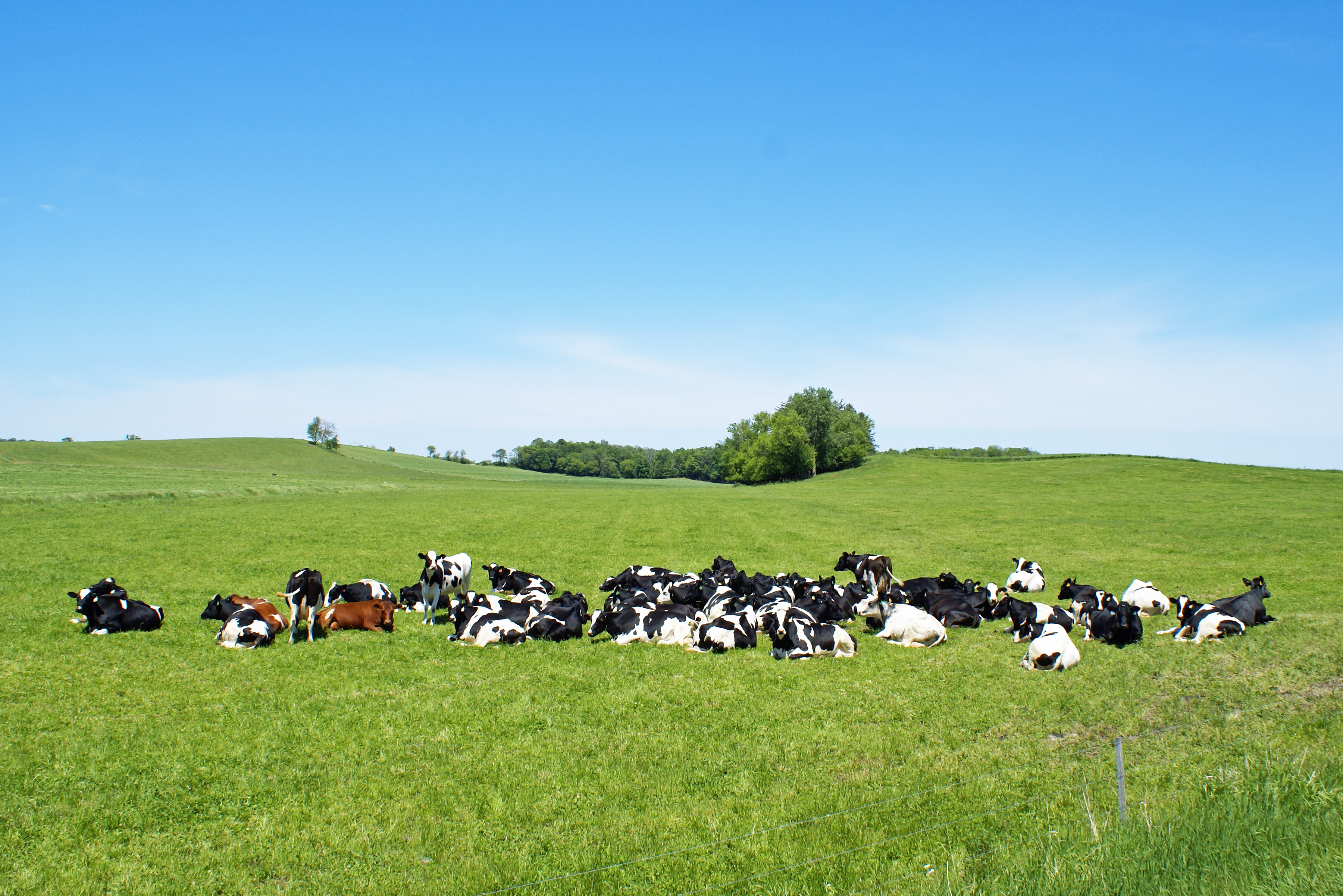 sun-bathing-bovines